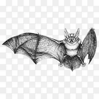 蝙蝠画鼠摄影-蝙蝠-空若网 蝙蝠画鼠摄影-蝙蝠-空若网