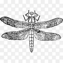 ���ѻ�Ƭ����-����-������