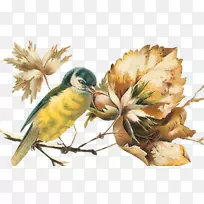 鸟嘴鹦鹉-空若网 鸟嘴鹦鹉-空若网