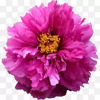 牡丹花-牡丹花-空若网 牡丹花-牡丹花-空若网