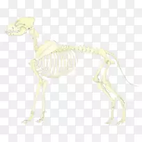 食肉关节骨骼尾部动物骨骼-空若网 食肉关节骨骼尾部动物骨骼-空若网