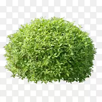 ��ľ��������-������