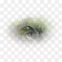 桌面壁纸树-空若网 桌面壁纸树-空若网