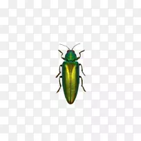 昆虫绿色-绿色昆虫-空若网 昆虫绿色-绿色昆虫-空若网