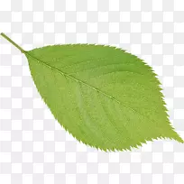 叶树-叶-空若网 叶树-叶-空若网