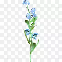 花蝎子草剪艺术-花-空若网 花蝎子草剪艺术-花-空若网