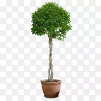 ����ֲ���ľ-������