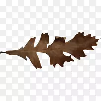 ��Ҷ����-������