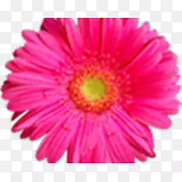 �������񻨻�-����-������