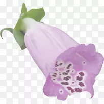 开花植物-植物-空若网 开花植物-植物-空若网