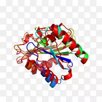 ʳ�������-������