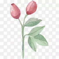 郁金香水彩画叶-郁金香-空若网 郁金香水彩画叶-郁金香-空若网