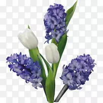 风信子花郁金香博客剪贴画-花-空若网 风信子花郁金香博客剪贴画-花-空若网