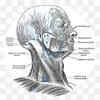 颈浅淋巴结淋巴系统头颈解剖-空若网 颈浅淋巴结淋巴系统头颈解剖-空若网