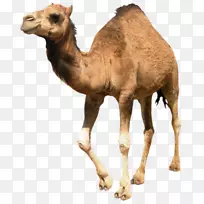 流口水牛野生动物陆生动物鼻子-空若网 流口水牛野生动物陆生动物鼻子-空若网