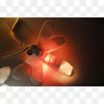 昆虫近距离照明灯.昆虫-空若网 昆虫近距离照明灯.昆虫-空若网