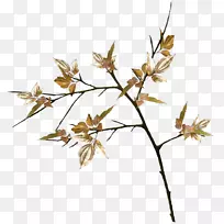 С֦������Ҷ��������-Ҷ-������