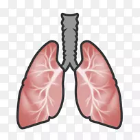 压力肺杏仁核健康神经系统-健康-空若网 压力肺杏仁核健康神经系统-健康-空若网