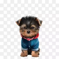 约克郡小猎犬,澳大利亚丝状猎犬,莫基小狗-小狗-空若网 约克郡小猎犬,澳大利亚丝状猎犬,莫基小狗-小狗-空若网