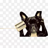 电话:阿劳特动物医院有限公司摄影电话号码-空若网 电话:阿劳特动物医院有限公司摄影电话号码-空若网