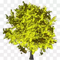 树枝灌木果树-空若网 树枝灌木果树-空若网