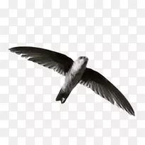 水族鱼类Android下载-android-空若网 水族鱼类Android下载-android-空若网