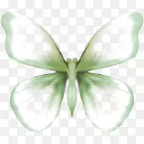 蝴蝶蛾对称花瓣-蝴蝶-空若网 蝴蝶蛾对称花瓣-蝴蝶-空若网