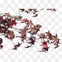 ��֦�ṹ-��-������