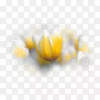 郁金香花桌面壁纸博客-郁金香-空若网 郁金香花桌面壁纸博客-郁金香-空若网