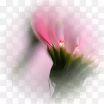 �����ֽ���Ĳ��;���-������