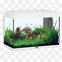 金鱼水族馆热带鱼宠物鱼-空若网 金鱼水族馆热带鱼宠物鱼-空若网