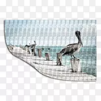 鸟湾海岸澳大利亚鹈鹕摄影印刷-鸟-空若网 鸟湾海岸澳大利亚鹈鹕摄影印刷-鸟-空若网