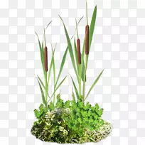 SCirpus��Ϣ������-������