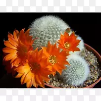 仙人掌科雷公藤属植物-空若网 仙人掌科雷公藤属植物-空若网