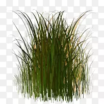 植物茎草坪-空若网 植物茎草坪-空若网