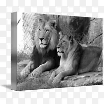 ����è����½������Ұ������è-������