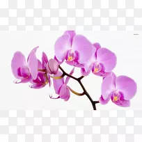 兰花桌面壁纸玫瑰花壁纸-空若网 兰花桌面壁纸玫瑰花壁纸-空若网