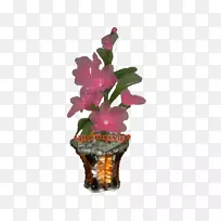 花盆开花植物室内植物洋红-花-空若网 花盆开花植物室内植物洋红-花-空若网