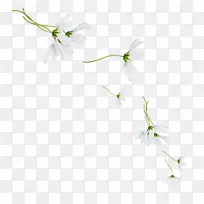 花瓣花卉设计小枝桌面壁纸植物茎叶-空若网 花瓣花卉设计小枝桌面壁纸植物茎叶-空若网