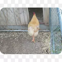 鸡作为食物,喙-空若网 鸡作为食物,喙-空若网