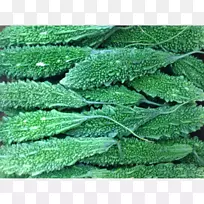 苦瓜地被草坪草苦瓜-空若网 苦瓜地被草坪草苦瓜-空若网