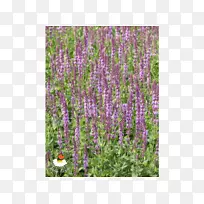 Ó¢¹úÞ¹Ò²Ý(Hyssopus Catmints)¹àľ-¿ÕÈôÍø Ó¢¹úÞ¹Ò²Ý(Hyssopus Catmints)¹àľ-¿ÕÈôÍø