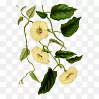 ֲ��ѧ���ֲ�ﻨ�껨-������