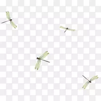 �����ƽ�����������-������