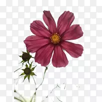 意境板花束年度植物壁纸-空若网 意境板花束年度植物壁纸-空若网