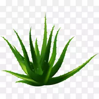 «��ֲ������-����Ȼ����«��-������