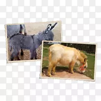 山羊鼻子驴野生动物-山羊-空若网 山羊鼻子驴野生动物-山羊-空若网