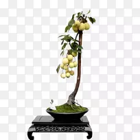 亚洲梨树盆景-空若网 亚洲梨树盆景-空若网