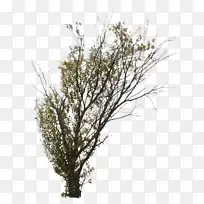 С֦����֦����ľ����Ҷ��-������