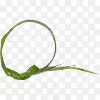 Ҷ�ݣ�ֲ�ﾥ����-Ҷ-������